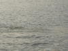 DSC07246 DSC07246